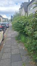 Bild zu gemeldetem Anliegen vom *2025-09-05 14:46:22