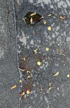 Bild zu gemeldetem Anliegen vom *2025-09-14 08:54:39