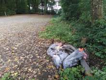 Bild zu gemeldetem Anliegen vom *2025-09-12 12:29:17