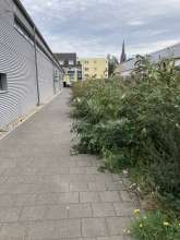 Bild zu gemeldetem Anliegen vom *2025-09-24 09:28:56
