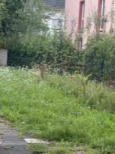 Bild zu gemeldetem Anliegen vom *2025-09-29 09:27:28