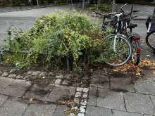 Bild zu gemeldetem Anliegen vom *2025-09-25 15:12:52