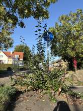 Bild zu gemeldetem Anliegen vom *2025-09-23 06:32:11