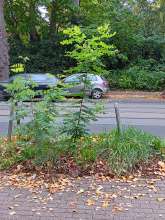 Bild zu gemeldetem Anliegen vom *2025-10-19 15:29:06