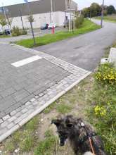 Abgesägte Sperrpfosten *2025-10-06 15:44:11