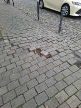 Bild zu gemeldetem Anliegen vom *2025-10-13 13:17:14