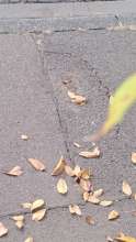 Bild zu gemeldetem Anliegen vom *2025-10-12 09:32:16