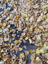 Bild zu gemeldetem Anliegen vom *2025-10-15 12:38:30
