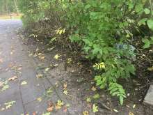 Bild zu gemeldetem Anliegen vom *2025-10-19 15:45:02