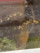 Bild zu gemeldetem Anliegen vom *2025-10-23 18:16:59