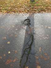 Bild zu gemeldetem Anliegen vom *2025-11-19 06:33:32