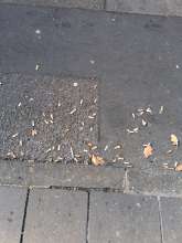 Mitarbeiter aus dem Haus rauchen mehrmals täglich vor der Tür und entsorgen ihre Kippen auf dem Bürgersteig/Strasse vor dem Hauseingangm *2025-11-13 12:41:51