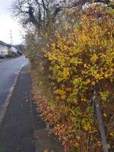 Bild zu gemeldetem Anliegen vom *2025-11-15 12:28:14