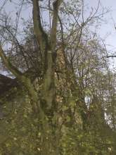 Bild zu gemeldetem Anliegen vom *2025-11-21 15:28:36