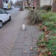 Schnittgut auf dem Gehweg 