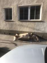 Bild zu gemeldetem Anliegen vom *2025-12-09 09:27:49