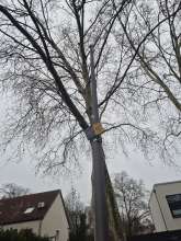 Bild zu gemeldetem Anliegen vom *2026-01-03 12:32:23