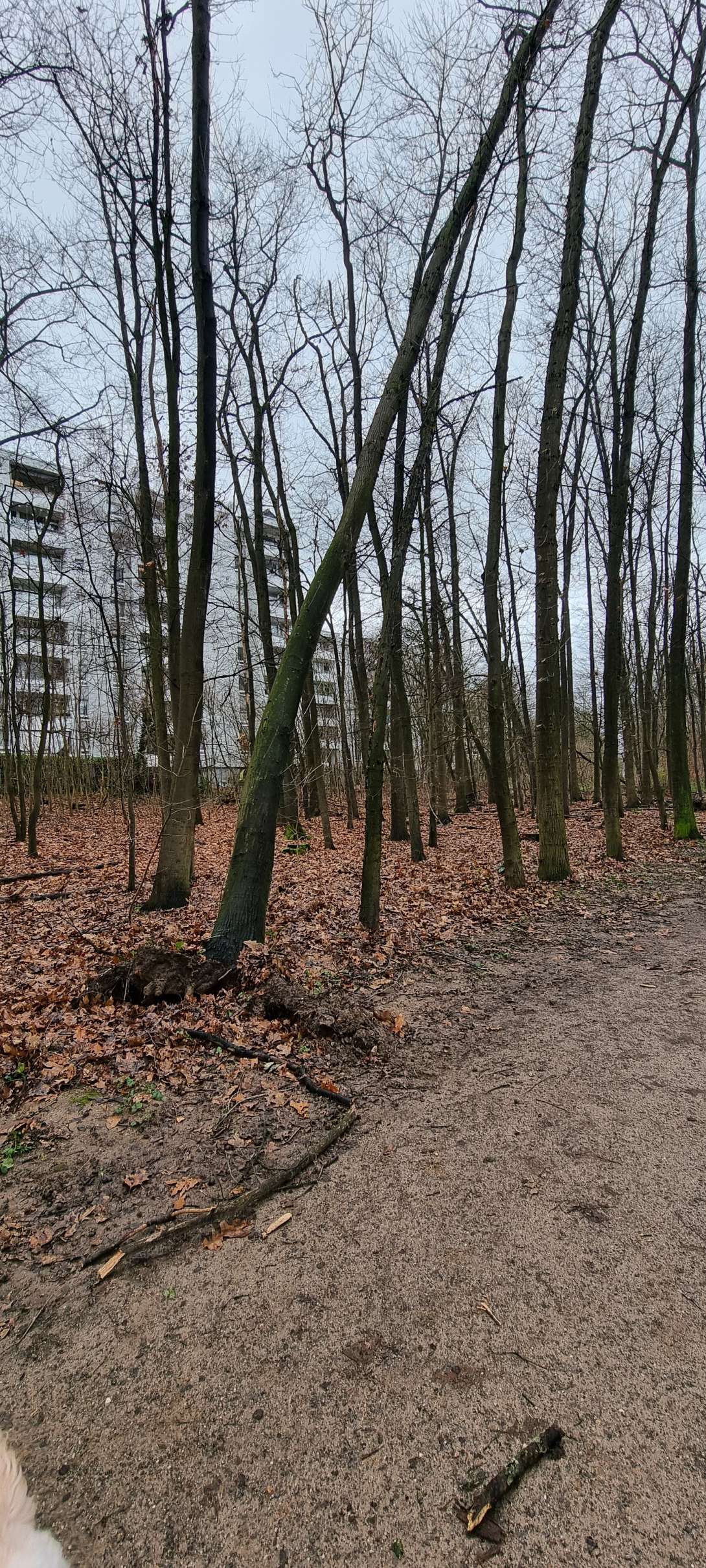 Bild zu gemeldetem Anliegen vom *2023-12-24 10:56:34