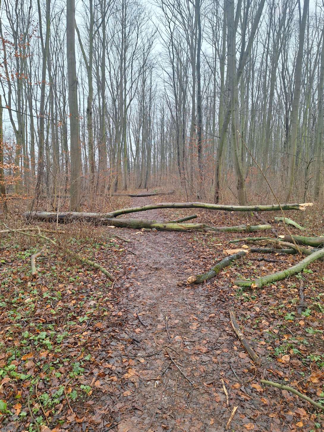 Bild zu gemeldetem Anliegen vom *2024-01-13 11:36:14