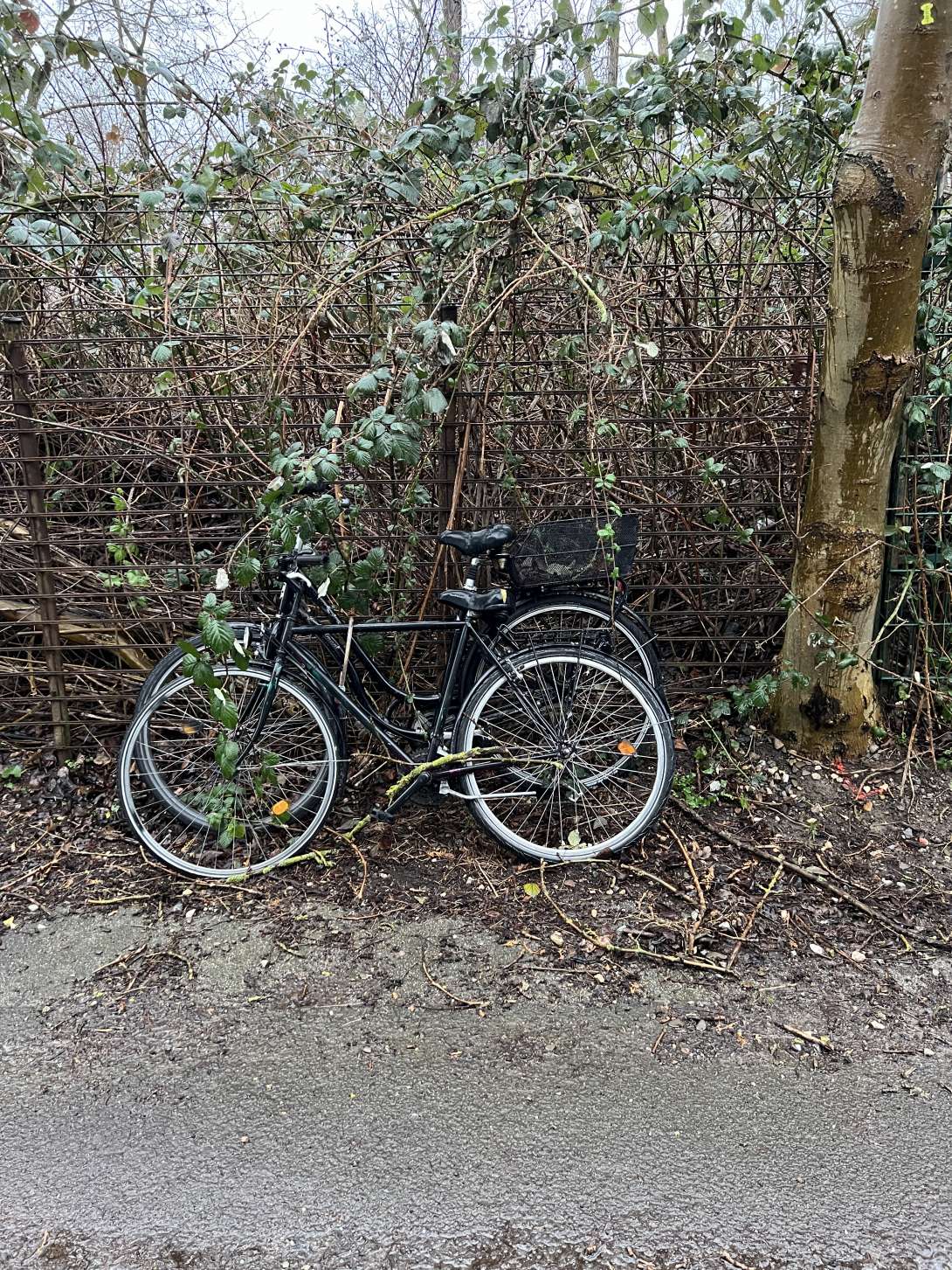 Bild zu gemeldetem Anliegen vom *2024-05-08 09:31:43