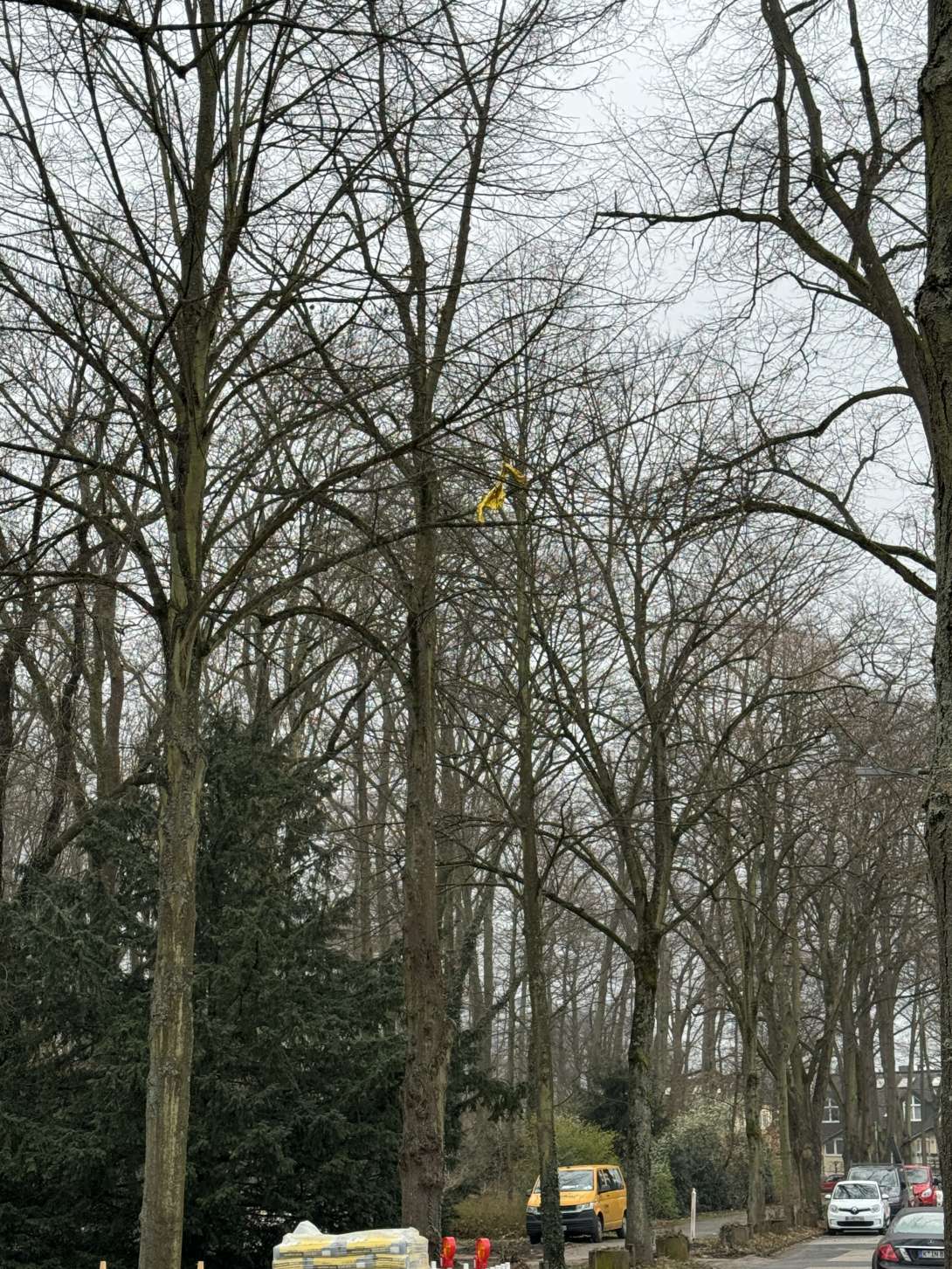 Bild zu gemeldetem Anliegen vom *2024-03-05 17:47:36