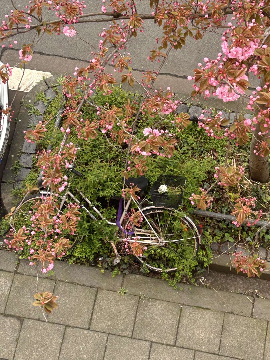 Bild zu gemeldetem Anliegen vom *2024-03-27 12:10:56