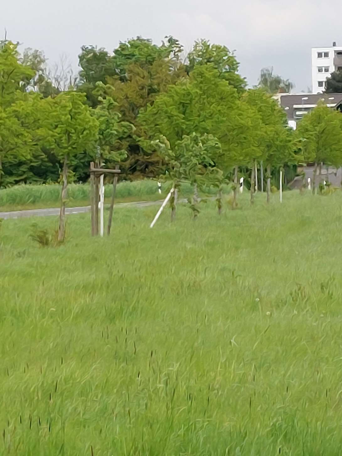 Bild zu gemeldetem Anliegen vom *2024-04-25 20:03:01