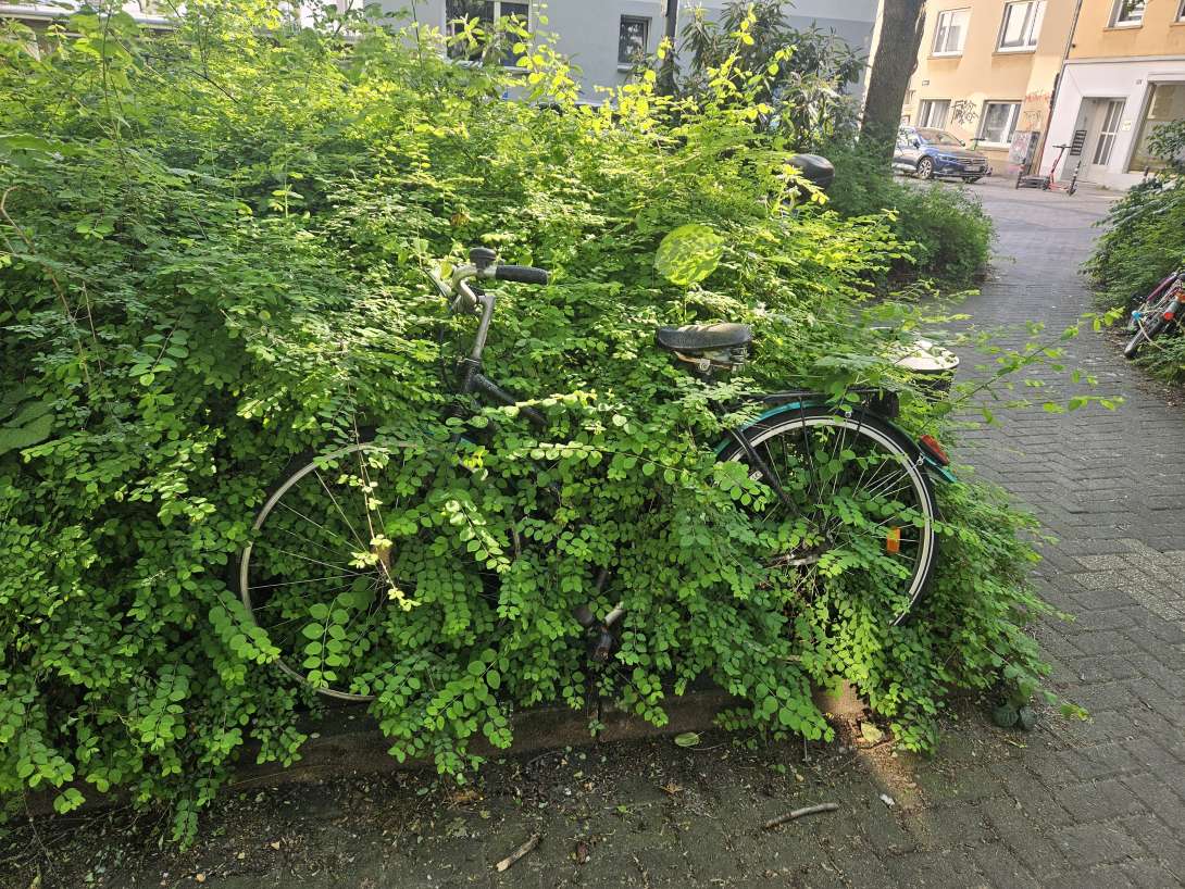 Bild zu gemeldetem Anliegen vom *2024-05-16 07:27:26