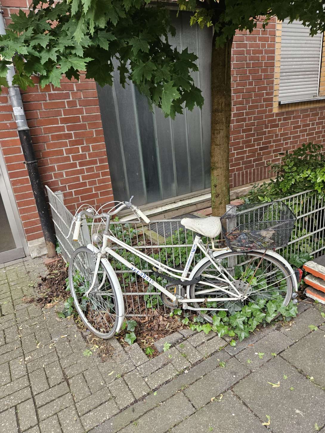 Bild zu gemeldetem Anliegen vom *2024-05-21 06:07:35