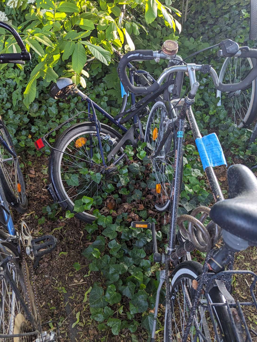 Bild zu gemeldetem Anliegen vom *2024-05-15 08:26:59