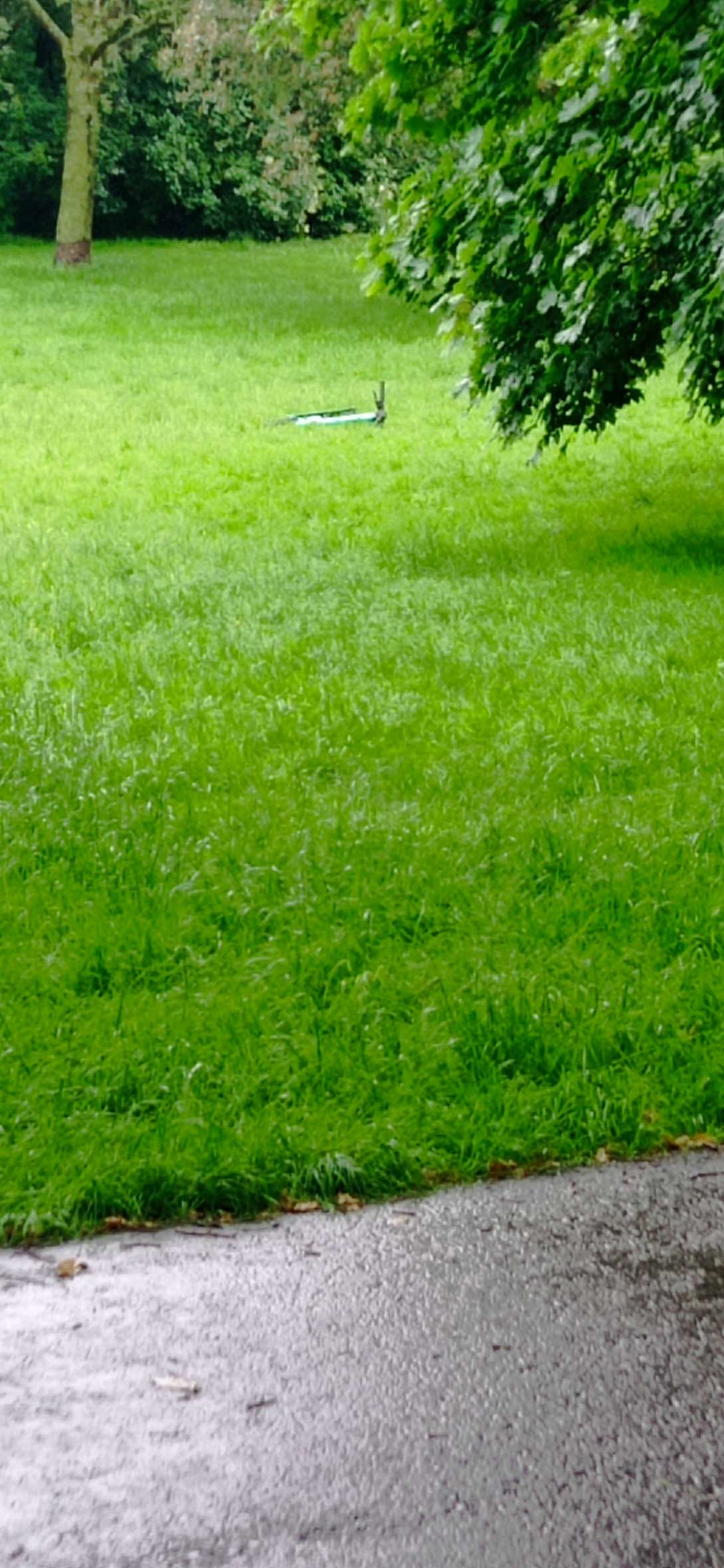 Bild zu gemeldetem Anliegen vom *2024-05-22 06:28:46