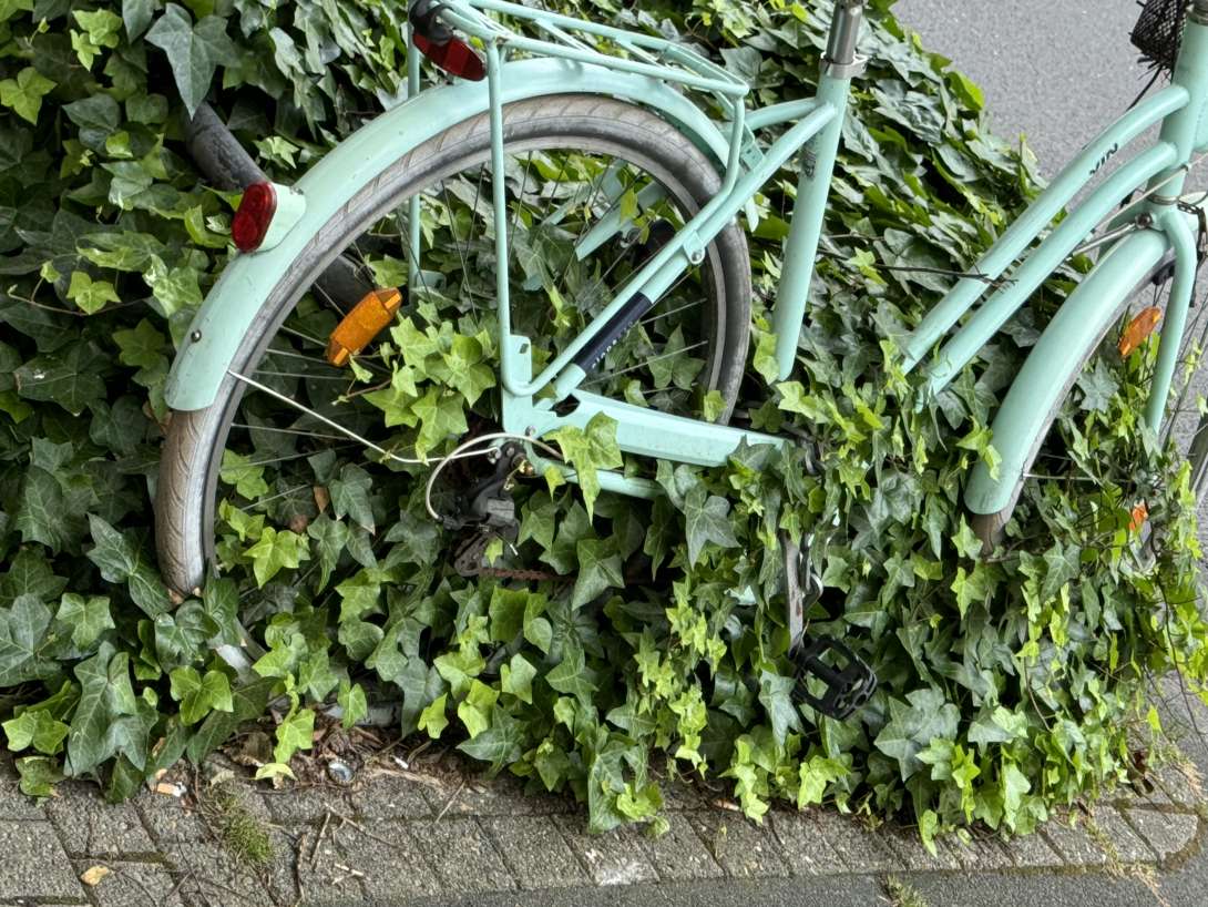 Bild zu gemeldetem Anliegen vom *2024-06-03 10:07:15