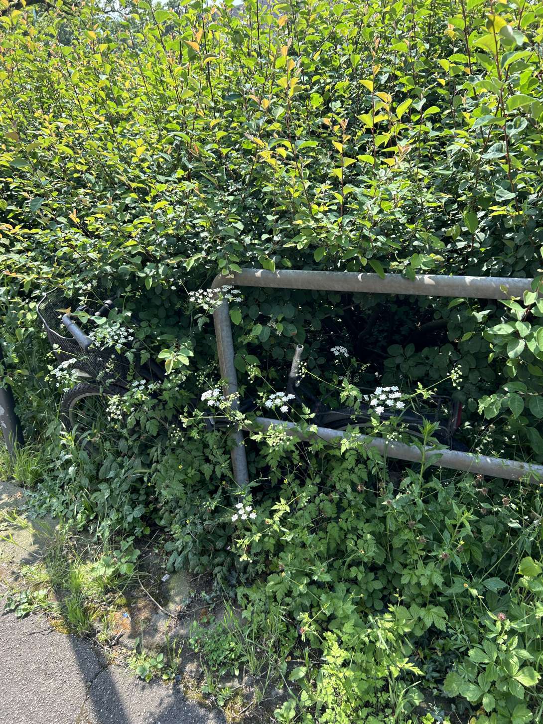 Bild zu gemeldetem Anliegen vom *2024-05-23 10:08:04