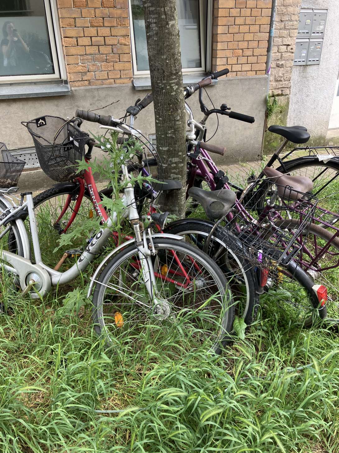 Bild zu gemeldetem Anliegen vom *2024-05-23 13:31:53