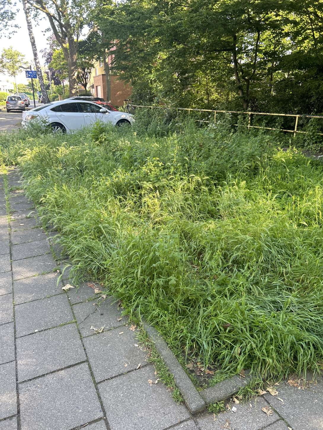 Bild zu gemeldetem Anliegen vom *2024-05-27 10:35:54