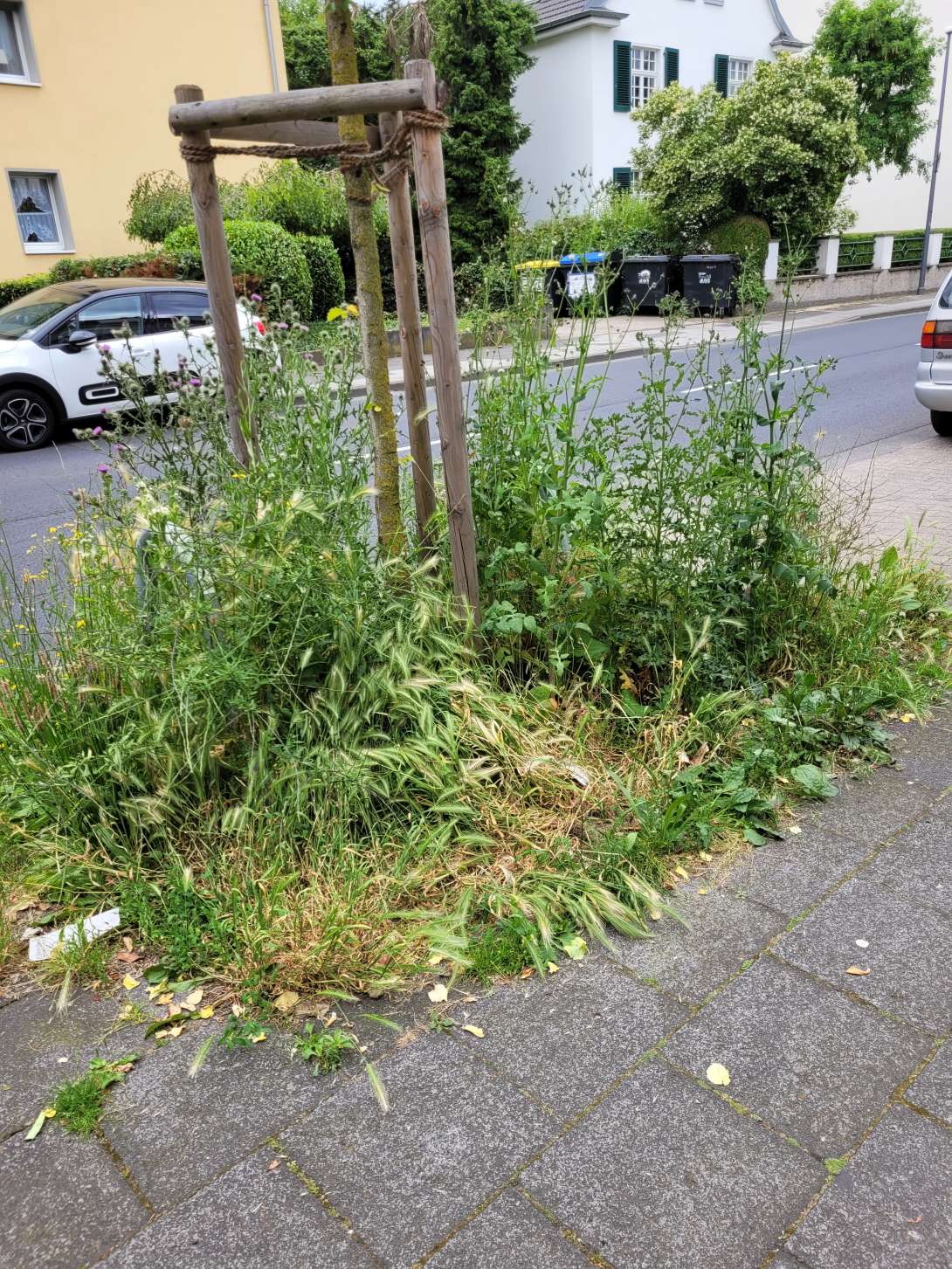 Bild zu gemeldetem Anliegen vom *2024-06-15 15:18:34