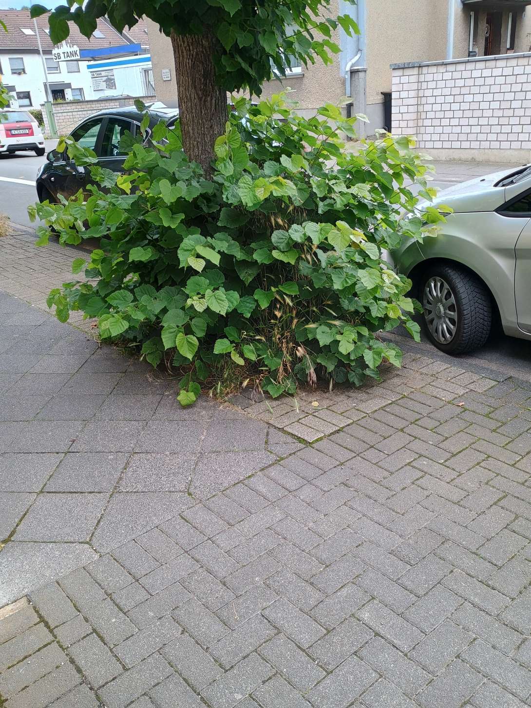 Bild zu gemeldetem Anliegen vom *2024-06-20 20:15:36