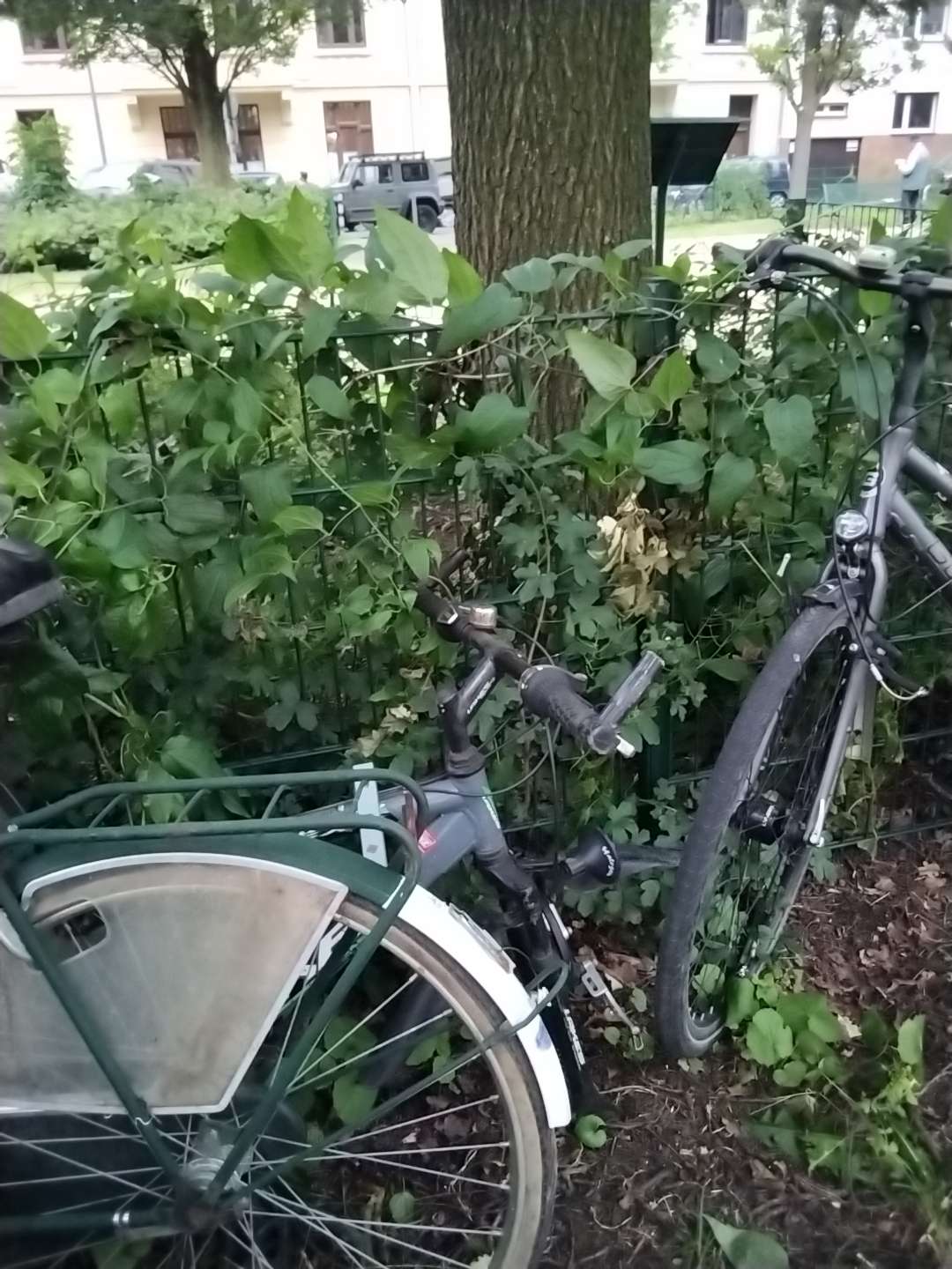 Bild zu gemeldetem Anliegen vom *2024-06-24 17:30:44