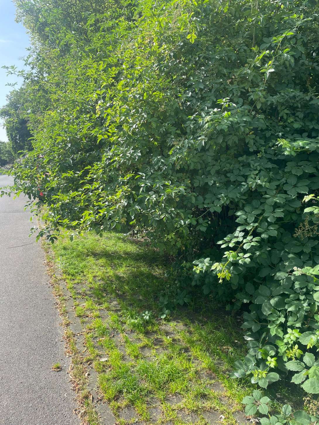 Bild zu gemeldetem Anliegen vom *2024-07-01 08:08:10