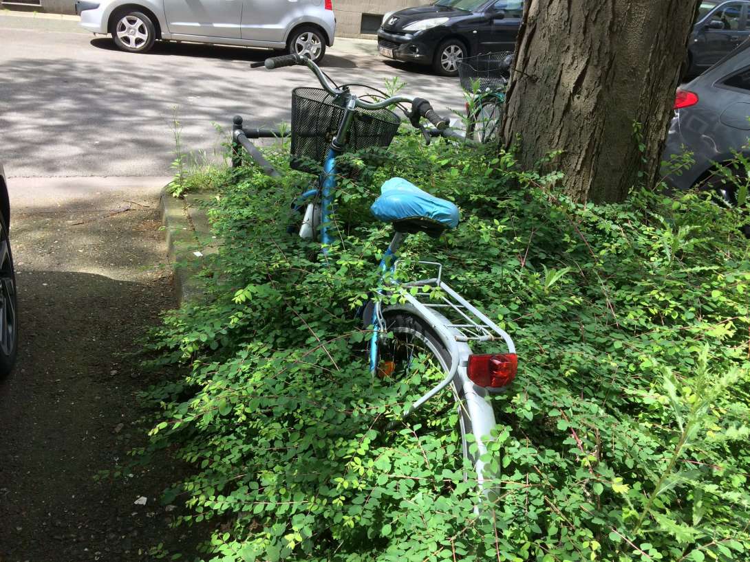 Bild zu gemeldetem Anliegen vom *2024-06-17 20:40:07