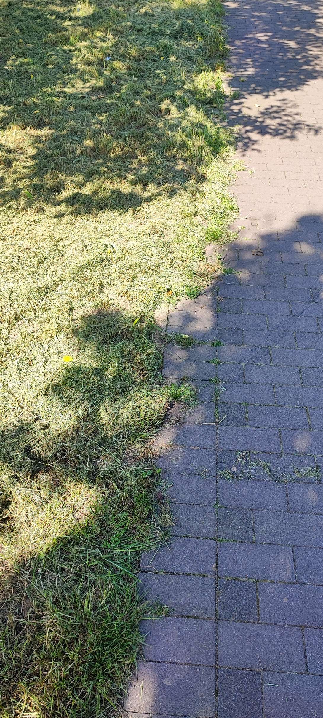 Bild zu gemeldetem Anliegen vom *2024-06-06 20:31:54