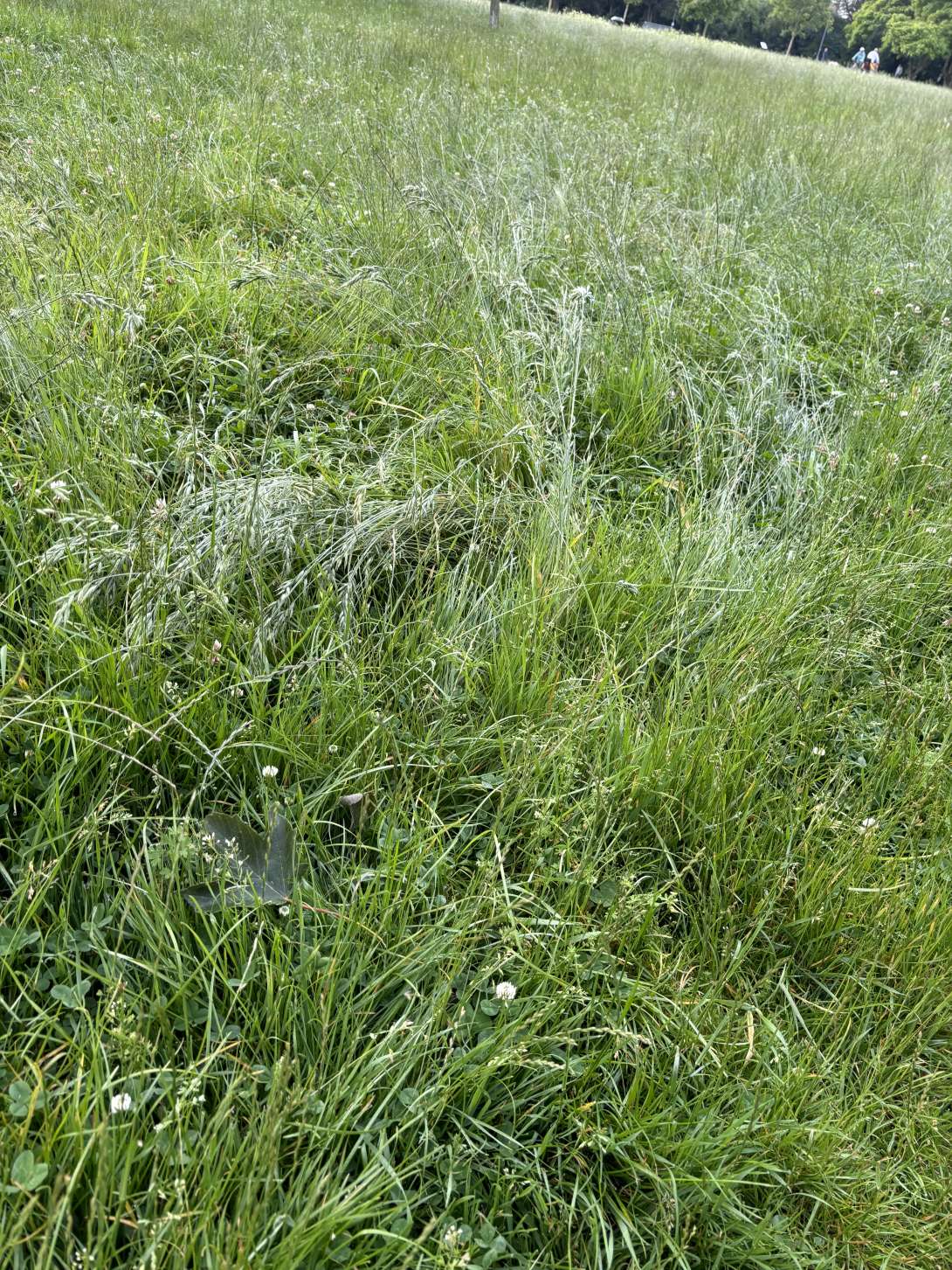 Bild zu gemeldetem Anliegen vom *2024-06-12 08:18:33
