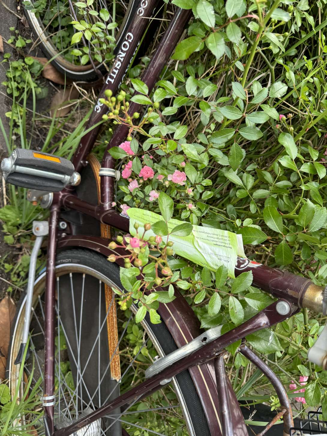 Bild zu gemeldetem Anliegen vom *2024-06-17 05:53:01