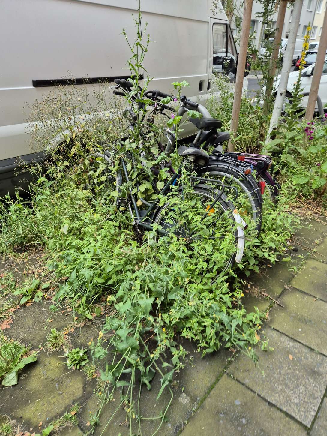 Bild zu gemeldetem Anliegen vom *2024-07-04 07:30:43