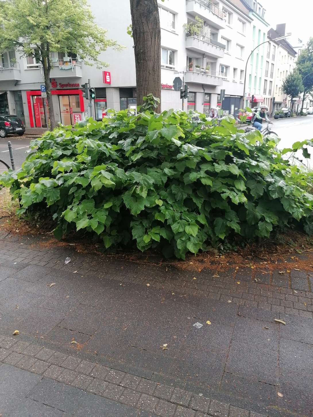 Bild zu gemeldetem Anliegen vom *2024-07-06 06:08:35