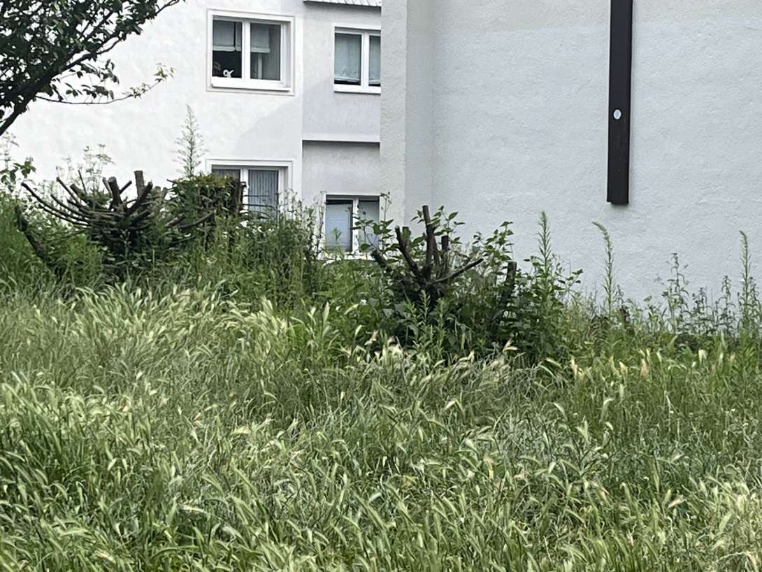 Bild zu gemeldetem Anliegen vom *2024-07-07 10:10:27