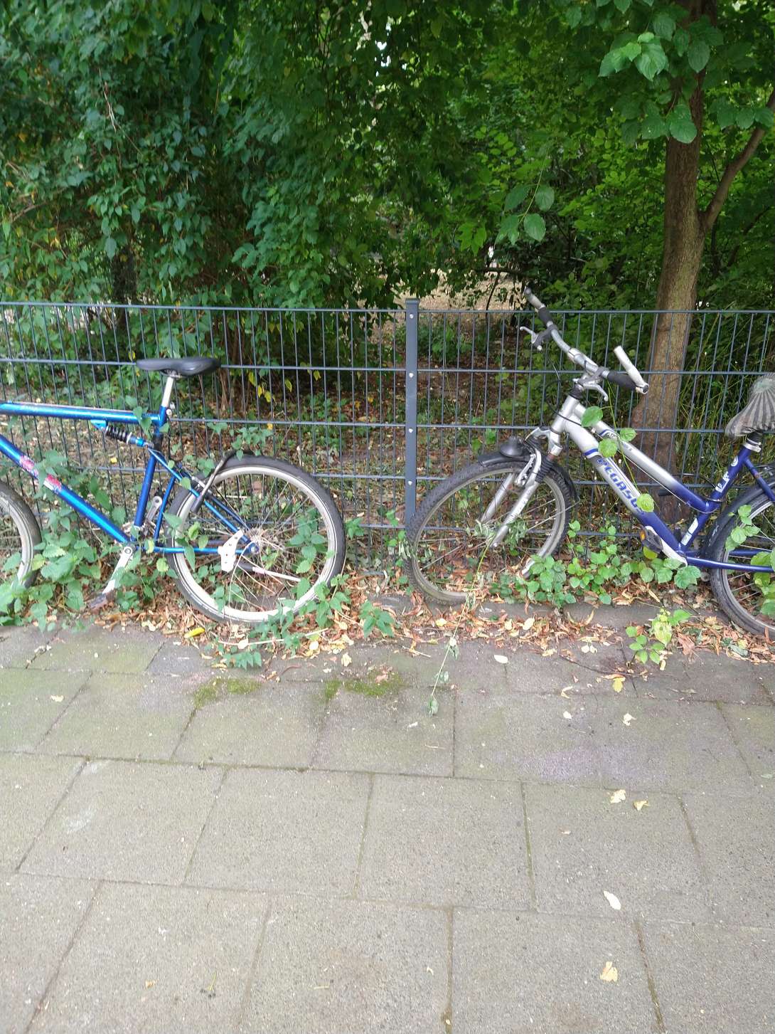 Bild zu gemeldetem Anliegen vom *2024-08-17 15:03:21