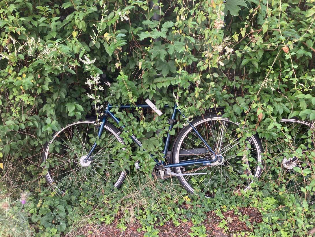 Bild zu gemeldetem Anliegen vom *2024-08-05 09:15:05