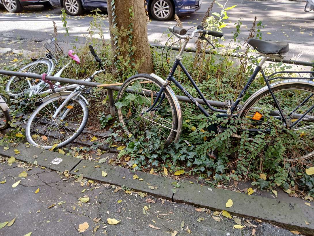 Bild zu gemeldetem Anliegen vom *2024-09-23 08:58:05