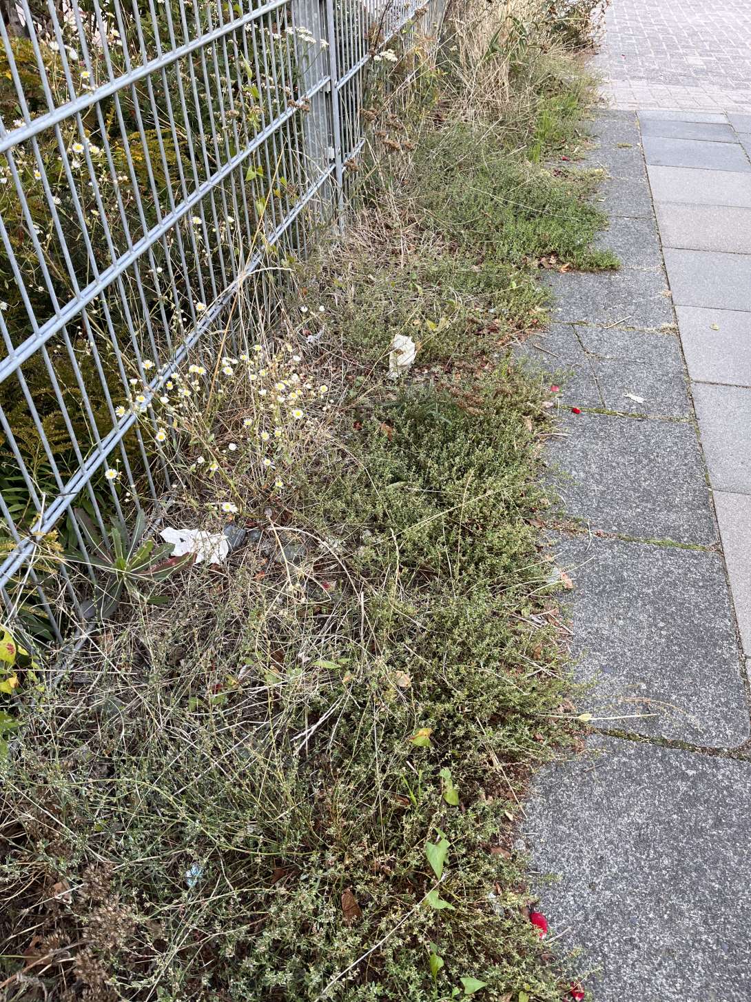 Bild zu gemeldetem Anliegen vom *2024-09-18 22:29:30